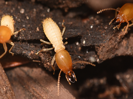 Termite control services in dubai